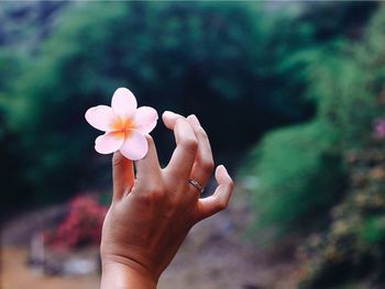 Close-up of woman hand holding flower