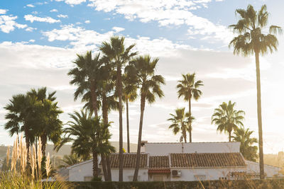 Low angle view of coconut palm trees against sky