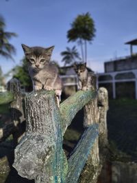 Portrait of cat