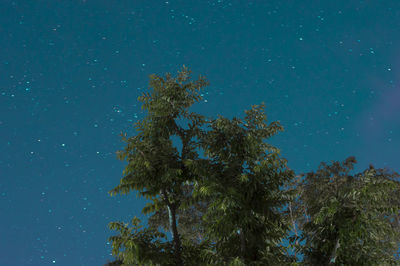 Low angle view of trees against clear blue sky