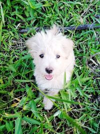 High angle portrait of a dog on field