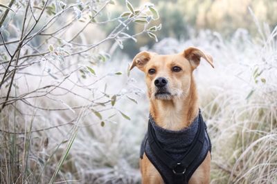 Portrait of dog looking away on field in winter