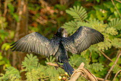 Bird flying in a forest