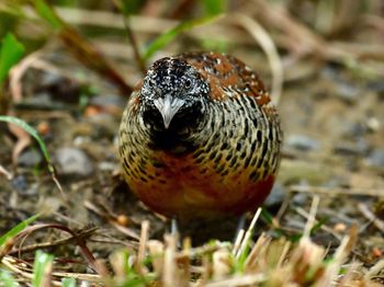 Close-up of a bird in a field