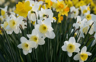 Close-up of white daffodil flowers in field