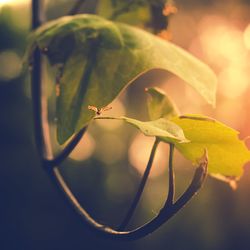 Close-up of leaves