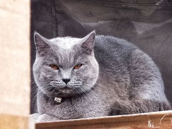 Close-up portrait of cat relaxing outdoors