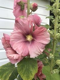 Close-up of pink hibiscus blooming outdoors