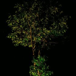 Trees growing in the dark