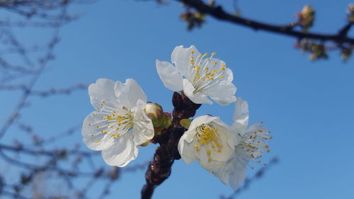 Close-up of white flowers on branch