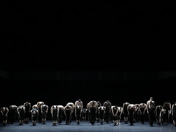 Flock of sheep against clear sky at night