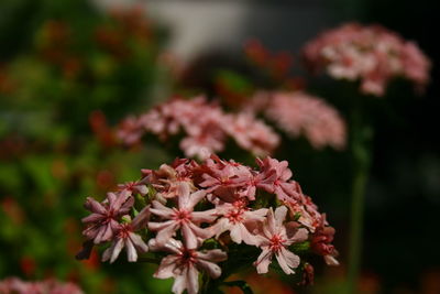 Close-up of red flower