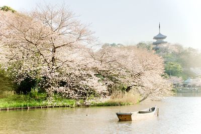 View of cherry trees in lake