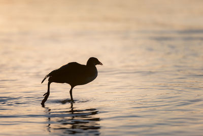 Bird on beach