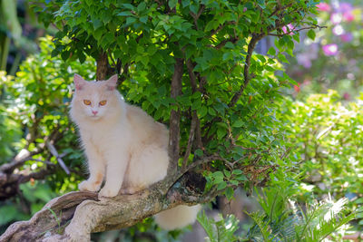 Cat sitting on tree