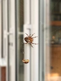 Close-up of spider on web