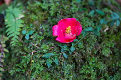 High angle view of pink flower on land