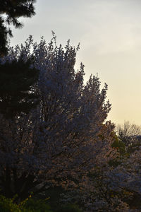 Trees against sky