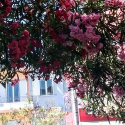 Low angle view of flowers on tree