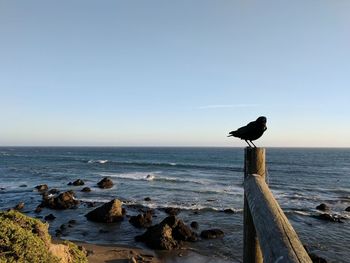 Bird perching on wooden post in sea against clear sky