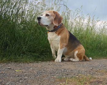 Dog looking away on field