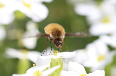 Close-up of insect pollinating on white flower