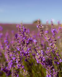 Close-up of purple flowering plants on field against clear sky