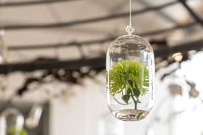 Close-up of glass of hanging from plant