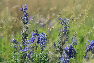 Close-up of flowers growing on field