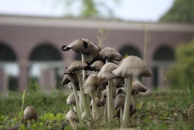 Close-up of mushrooms growing on grassy field