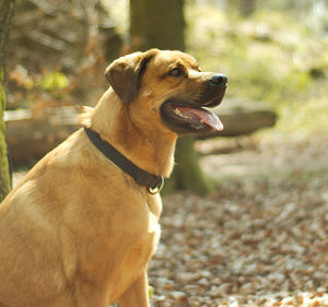 Close-up of dog