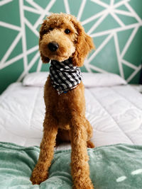 Close-up of dog sitting on bed at home