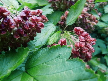 Close-up of red flowers