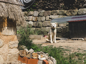 White dog in the traditional asian village in south korea