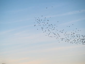 Low angle view of birds flying in sky