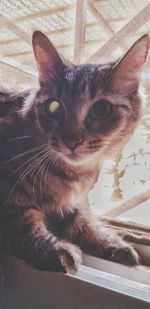 Close-up portrait of a cat