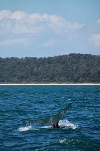 View of whale swimming in sea