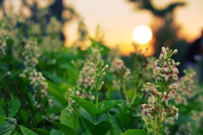 Close-up of flowers blooming outdoors