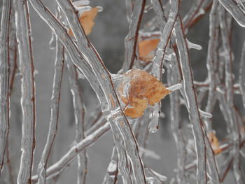 Close-up of frozen twig