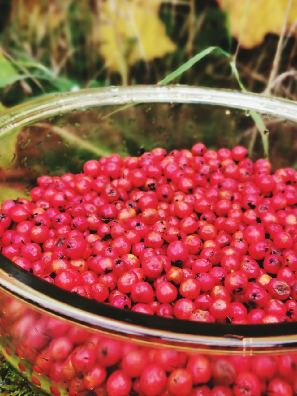 CLOSE-UP OF RASPBERRIES IN BOWL