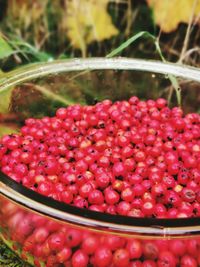 Close-up of cherries in bowl