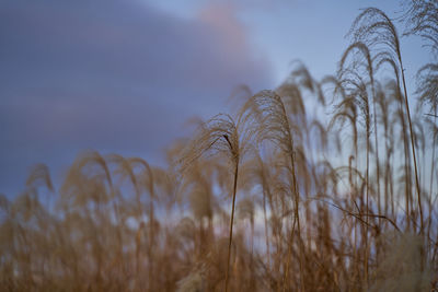 Close-up of stalks in field against sky