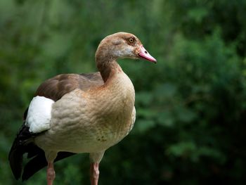 Close-up of duck