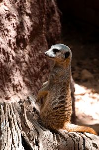 Meerkat on rock