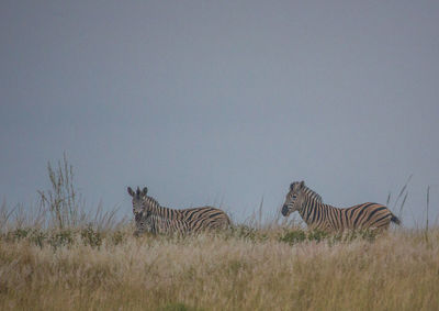 View of two zebras on field against sky