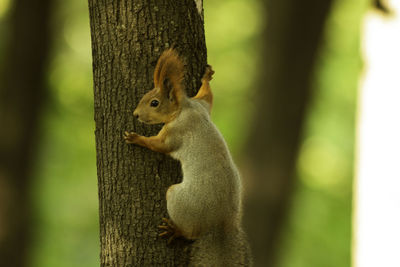 Close-up of squirrel on tree trunk