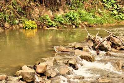 Ducks on rock by lake