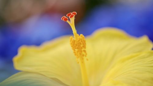 Close-up of yellow flower blooming outdoors