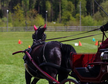 Close-up of black horse