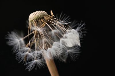 Close-up of dandelion over black background